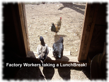 chicken break