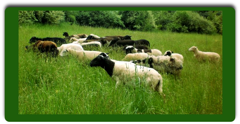 sheepgraze